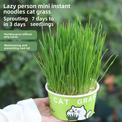 Easy-Grow Pet Grass Planter - Non-Gmo Cat Grass for Hairball Control, Digestion & Chewing - Perfect for Cats & Small Dogs