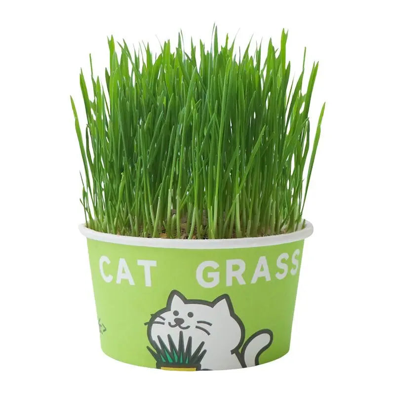 Easy-Grow Pet Grass Planter - Non-Gmo Cat Grass for Hairball Control, Digestion & Chewing - Perfect for Cats & Small Dogs