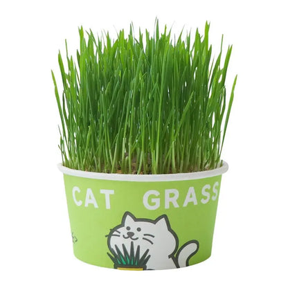 Easy-Grow Pet Grass Planter - Non-Gmo Cat Grass for Hairball Control, Digestion & Chewing - Perfect for Cats & Small Dogs